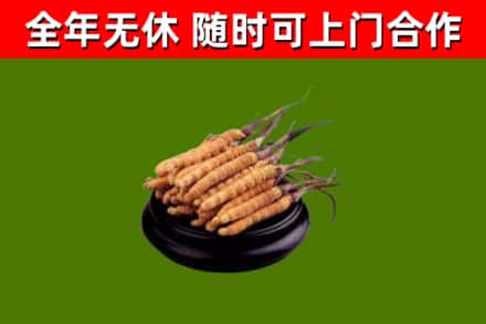 长兴回收冬虫夏草